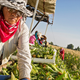 farm worker harvesting corn
